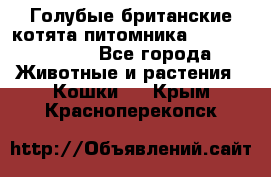 Голубые британские котята питомника Silvery Snow. - Все города Животные и растения » Кошки   . Крым,Красноперекопск